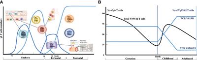 Comparing Mouse and Human Tissue-Resident γδ T Cells